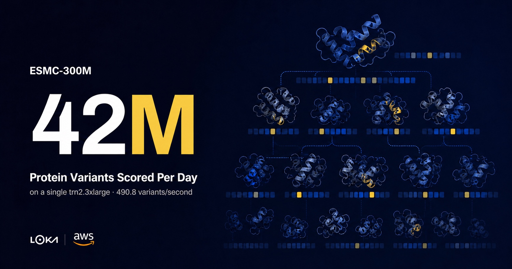 Cover: ESMC-300M, 42 million protein variants scored per day on a single trn2.3xlarge. A branching tree of protein ribbon structures, each paired with a sequence strip marking the substituted residue, with the Loka and AWS logos.